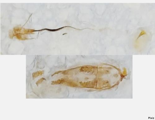 Coleophora pyrrhulipennella
